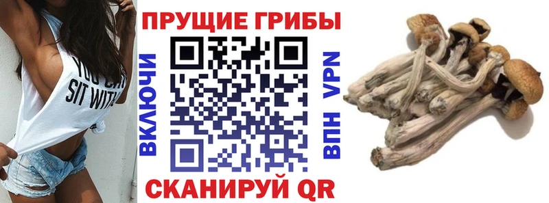 Псилоцибиновые грибы Cubensis  Купить закладки  Донской 